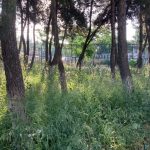 Ataköy Protokol Camii Yakınındaki Yeşil Alan Halka Kazandırılmalı