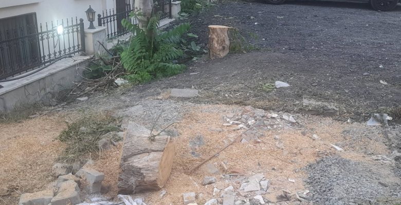 Bakırköy Gençler Caddesi’nde Ağaç Kesildi mi?