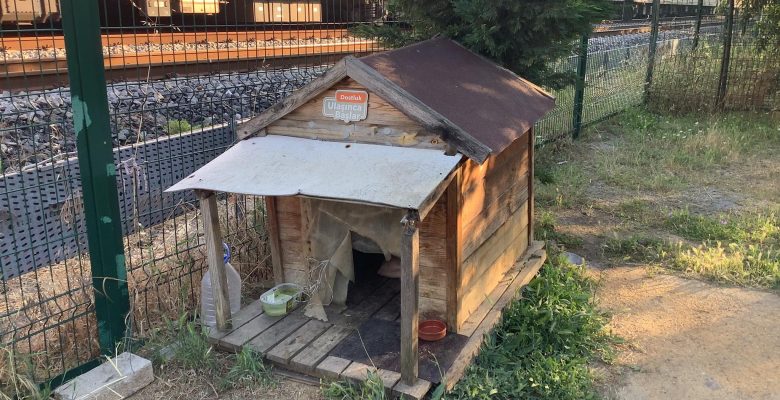 Kediler İçin Yapılanlara Bir Ayna Tutmak İstiyoruz