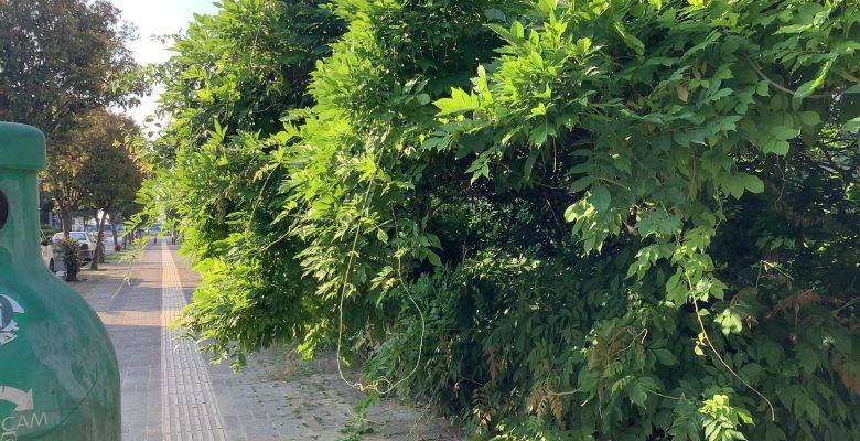 Yeşilyurt Ürgüplü Caddesi’ndeki Ağaçlar Yaya Yolunu Engelliyor Mu?