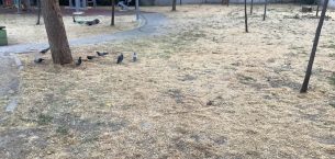 Bakırköy Kartaltepe Millet Parkı’na Gelen Çocuklardan Özür Diliyoruz