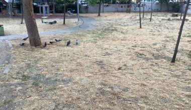 Bakırköy Kartaltepe Millet Parkı’na Gelen Çocuklardan Özür Diliyoruz
