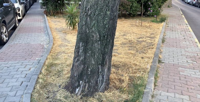 Bakırköy Belediye Başkanı’na Teşekkür: Bu Yaz Güneş Yakan Yerleri Yaşattınız