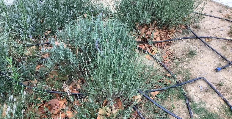 Özgürlük Meydanı’ndaki Çiçekler Susuz Kalıyor: İşler Daha Düzenli Yapılmalı!